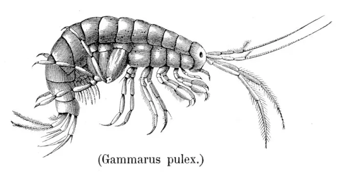 Framed Print : Shrimp crustacean 1888 Framed Print : Shrimp crustacean 1888