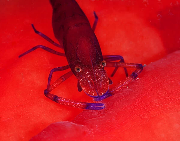Shrimp in red sea