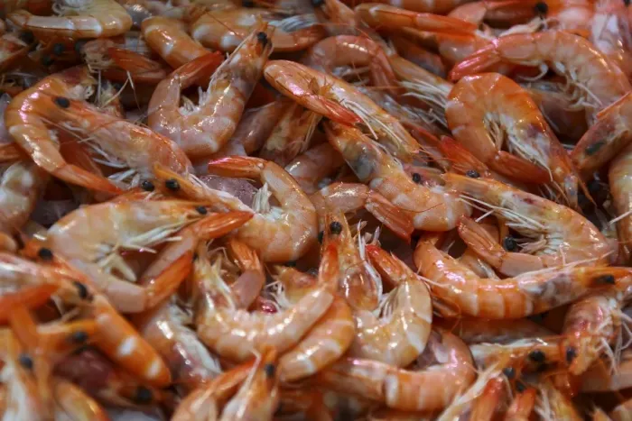 Framed Print : Shrimps on sale at a weekly market, Cannes, French Riviera, France, Europe Framed Print : Shrimps on sale at a weekly market, Cannes, French Riviera, France, Europe