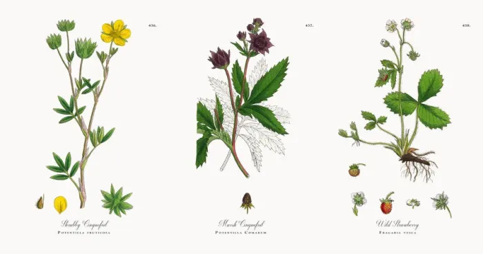 Framed Print : Shrubby Cinquefoil, Potentilla fruticosa, Victorian Botanical Illustration, 1863 Framed Print : Shrubby Cinquefoil, Potentilla fruticosa, Victorian Botanical Illustration, 1863