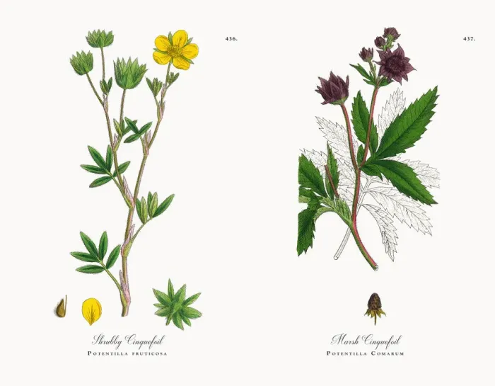 Framed Print : Shrubby Cinquefoil, Potentilla fruticosa, Victorian Botanical Illustration, 1863 Framed Print : Shrubby Cinquefoil, Potentilla fruticosa, Victorian Botanical Illustration, 1863