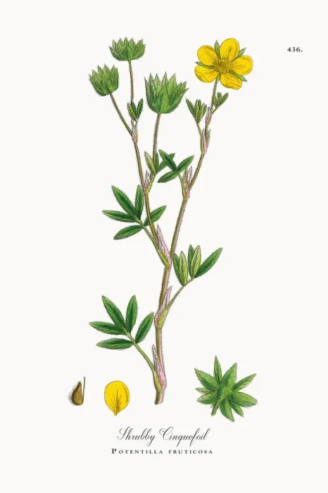 Framed Print : Shrubby Cinquefoil, Potentilla fruticosa, Victorian Botanical Illustration, 1863 Framed Print : Shrubby Cinquefoil, Potentilla fruticosa, Victorian Botanical Illustration, 1863