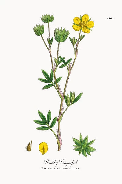 Shrubby Cinquefoil, Potentilla fruticosa, Victorian Botanical Illustration, 1863