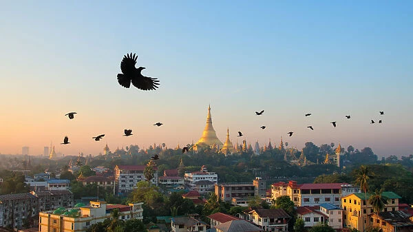 Shwedagon Pagoda and flying crows in the morning, Yangon, Myanmar