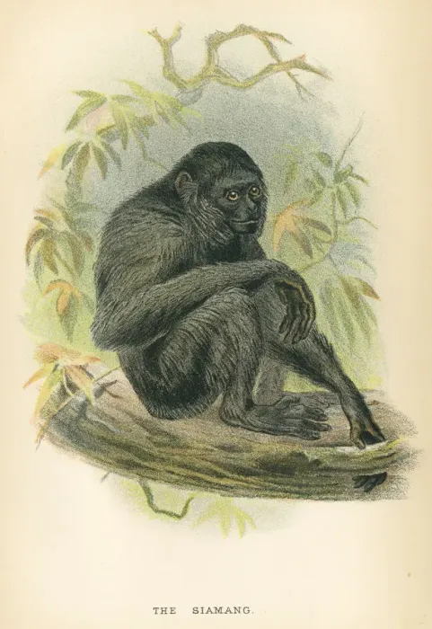 Framed Print : Siamang gibbon primate 1894 Framed Print : Siamang gibbon primate 1894