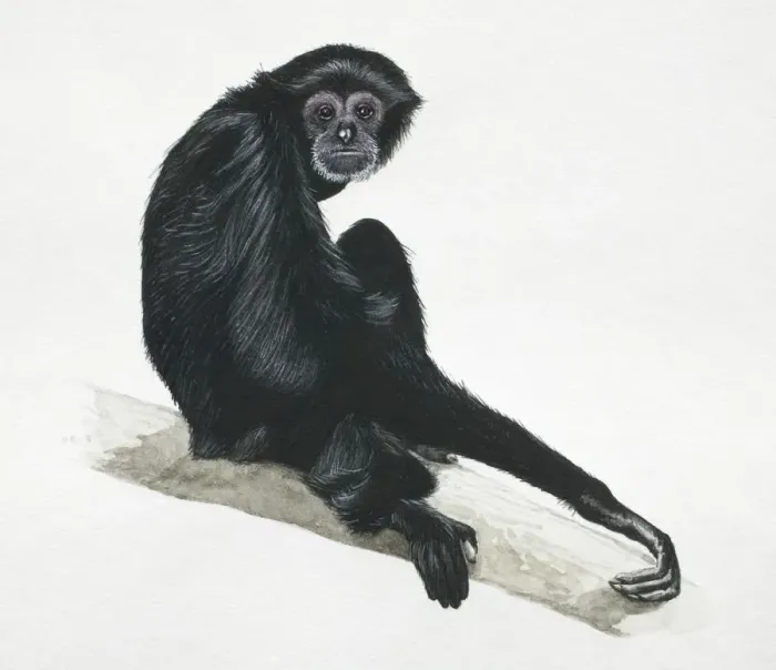 Framed Print : Siamang, Hylobates syndactylus, a gibbon sitting on tree branch Framed Print : Siamang, Hylobates syndactylus, a gibbon sitting on tree branch
