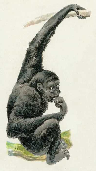 Framed Print : Siamang illustration 1899