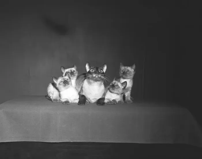 Framed Print : Siamese cat family, looking up, (B&W) Framed Print : Siamese cat family, looking up, (B&W)