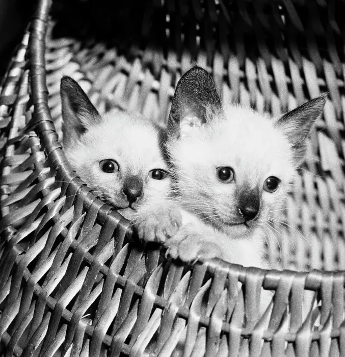Framed Print : Siamese Kittens in Basket Framed Print : Siamese Kittens in Basket