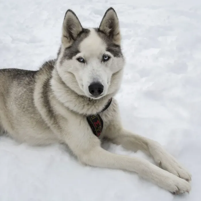 Framed Print : Siberian Husky Framed Print : Siberian Husky