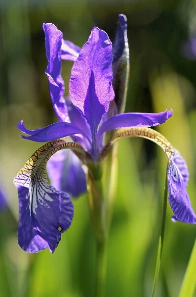 Siberian Iris -Iris sibirica-, Bavaria, Germany