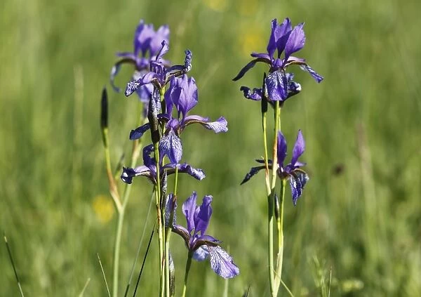 Siberian Iris (Iris sibirica), Bavaria, Germany, Europe