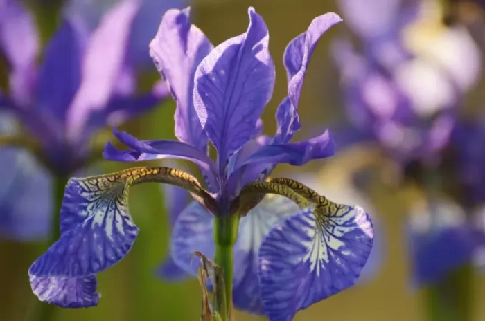 Framed Print : Siberian Iris -Iris sibirica-, flowering Framed Print : Siberian Iris -Iris sibirica-, flowering