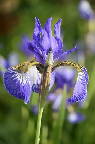 Siberian Iris -Iris sibirica-, flowering