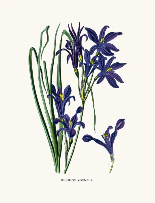 Framed Print : Siberian lily house plant Framed Print : Siberian lily house plant
