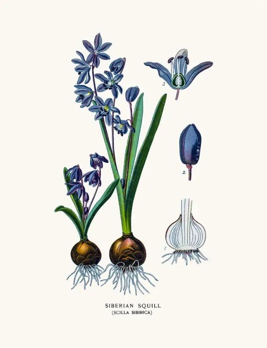Framed Print : Siberian Squill