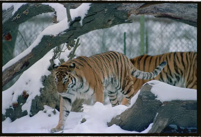 Framed Print : Siberian Tiger Framed Print : Siberian Tiger