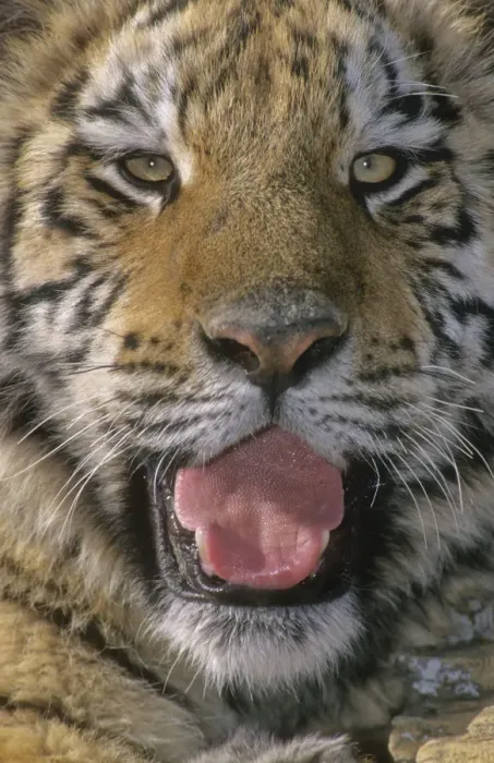 Framed Print : Siberian Tiger Portrait Framed Print : Siberian Tiger Portrait