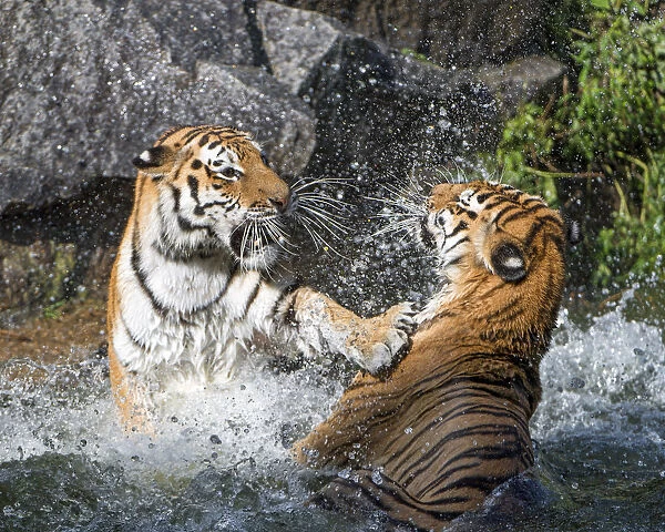 Two Siberian tigresses fighting