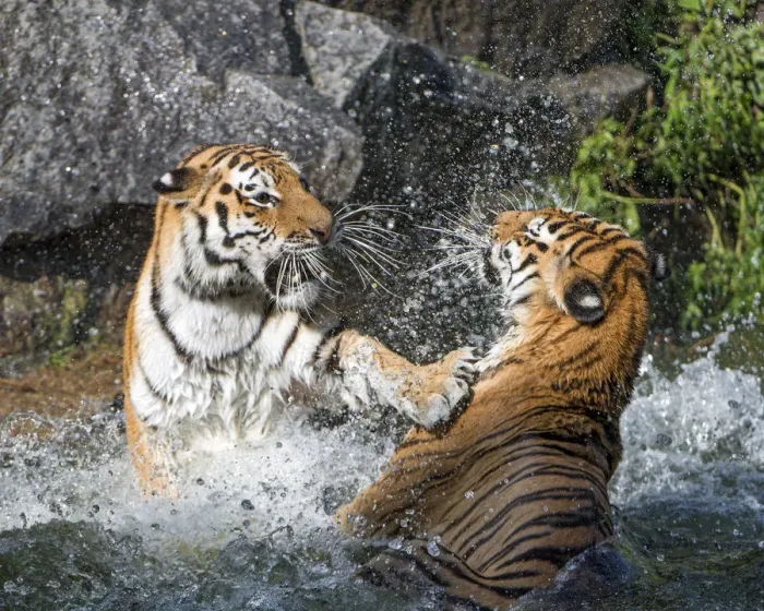 Framed Print : Two Siberian tigresses fighting