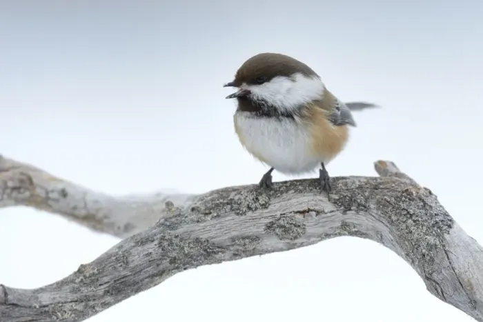 Framed Print : Siberian Tit or Alaska Chickadee -Poecile cinctus- perched on a pine branch in the snow, Oulanka National Park, Kuusamo, Lapland, Finland Framed Print : Siberian Tit or Alaska Chickadee -Poecile cinctus- perched on a pine branch in the snow, Oulanka National Park, Kuusamo, Lapland, Finland