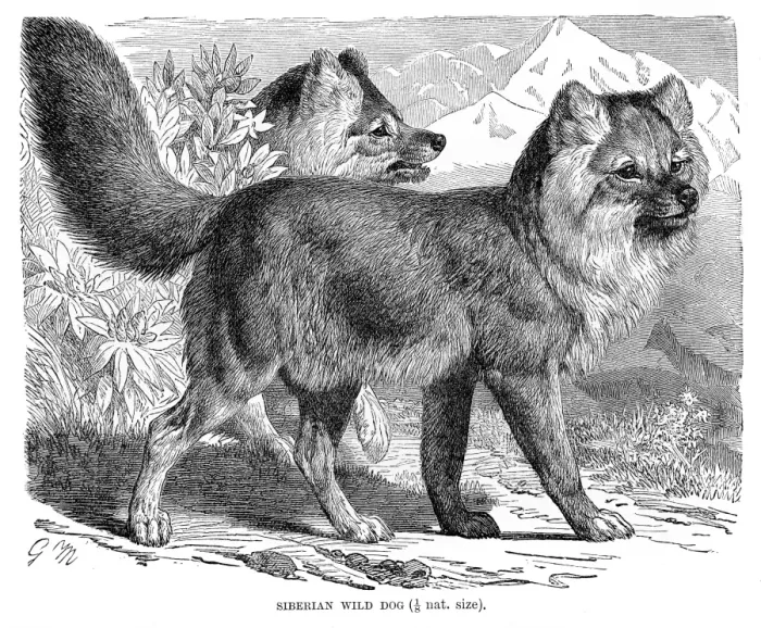 Framed Print : Siberian wild dog engraving 1894