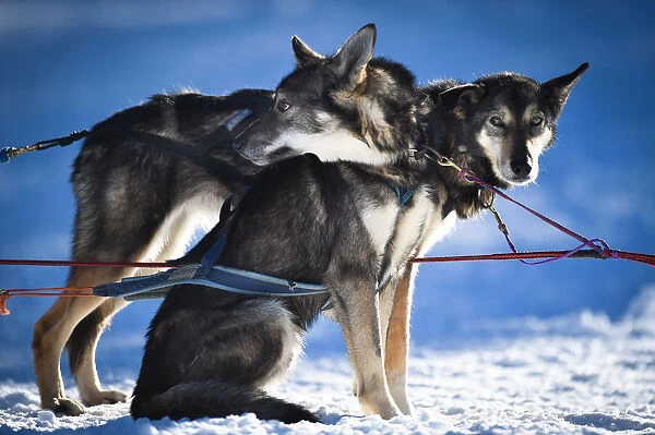 Sibirian Husky sled dogs ready to run
