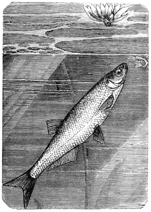 Framed Print : Sichel, asp and common nase (Aspius aspius) Framed Print : Sichel, asp and common nase (Aspius aspius)