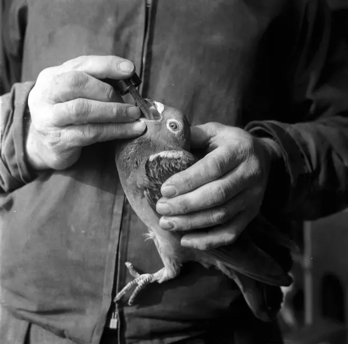 Framed Print : Sick Bird. A sick pigeon is given medication orally by means of a dropper
