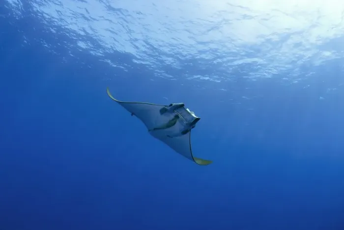 Framed Print : Sicklefin Devil Ray or Box Ray -Mobula tarapacana-, near Santa Maria, Azores, Atlantic Ocean, Portugal Framed Print : Sicklefin Devil Ray or Box Ray -Mobula tarapacana-, near Santa Maria, Azores, Atlantic Ocean, Portugal