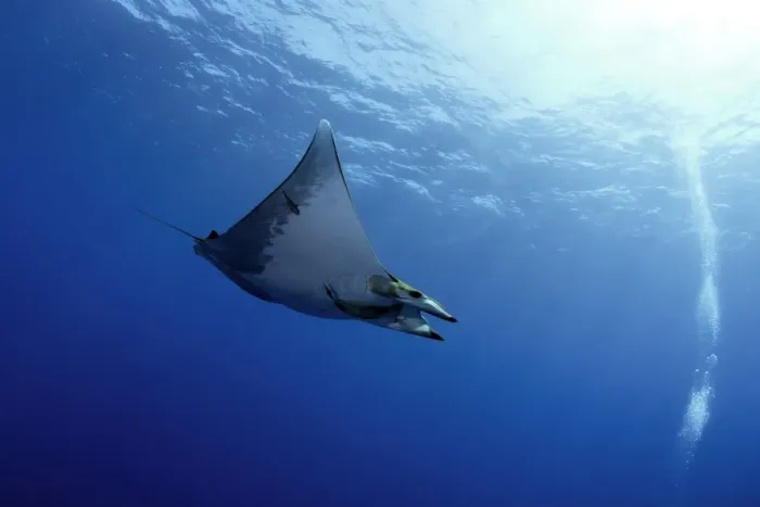 Framed Print : Sicklefin Devil Ray or Box Ray -Mobula tarapacana-, near Santa Maria, Azores, Atlantic Ocean, Portugal