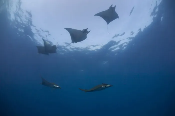 Framed Print : Sicklefin Devil Rays or Box Rays -Mobula tarapacana-, near Santa Maria, Azores, Atlantic Ocean, Portugal Framed Print : Sicklefin Devil Rays or Box Rays -Mobula tarapacana-, near Santa Maria, Azores, Atlantic Ocean, Portugal