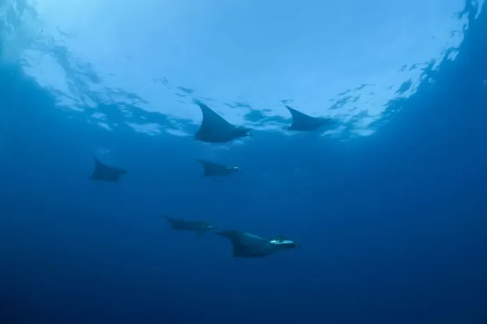 Framed Print : Sicklefin Devil Rays or Box Rays -Mobula tarapacana-, near Santa Maria, Azores, Atlantic Ocean, Portugal