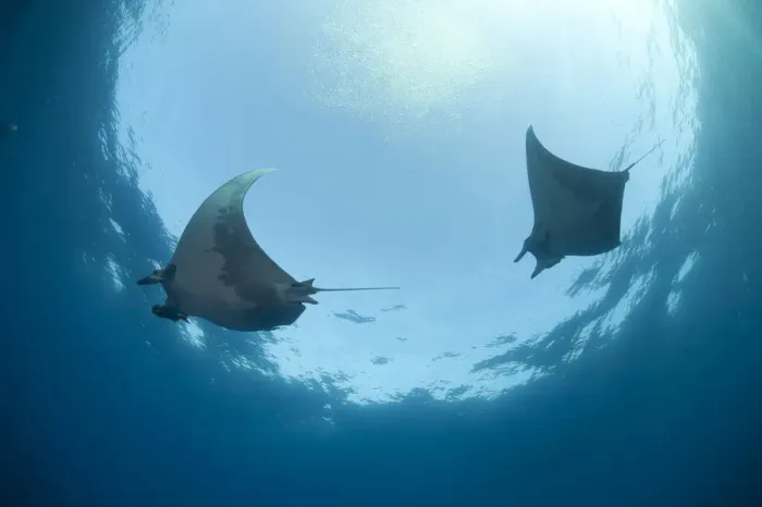 Framed Print : Sicklefin Devil Rays or Box Rays -Mobula tarapacana-, near Santa Maria, Azores, Atlantic Ocean, Portugal Framed Print : Sicklefin Devil Rays or Box Rays -Mobula tarapacana-, near Santa Maria, Azores, Atlantic Ocean, Portugal