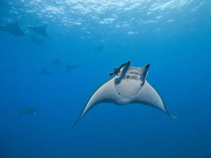 Framed Print : Sicklefin Devil Rays or Box Rays -Mobula tarapacana-, near Santa Maria, Azores, Atlantic Ocean, Portugal Framed Print : Sicklefin Devil Rays or Box Rays -Mobula tarapacana-, near Santa Maria, Azores, Atlantic Ocean, Portugal