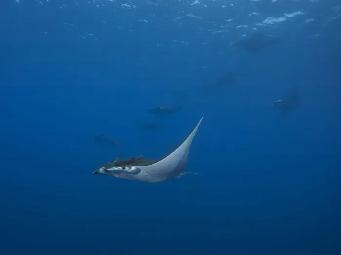 Framed Print : Sicklefin Devil Rays or Box Rays -Mobula tarapacana-, near Santa Maria, Azores, Atlantic Ocean, Portugal Framed Print : Sicklefin Devil Rays or Box Rays -Mobula tarapacana-, near Santa Maria, Azores, Atlantic Ocean, Portugal