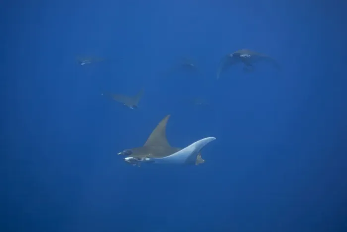 Framed Print : Sicklefin Devil Rays or Box Rays -Mobula tarapacana-, near Santa Maria, Azores, Atlantic Ocean, Portugal