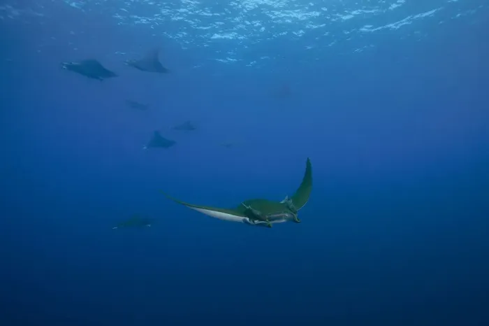 Framed Print : Sicklefin Devil Rays or Box Rays -Mobula tarapacana-, near Santa Maria, Azores, Atlantic Ocean, Portugal