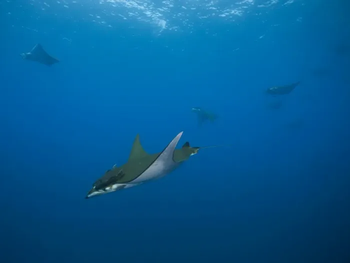 Framed Print : Sicklefin Devil Rays or Box Rays -Mobula tarapacana-, near Santa Maria, Azores, Atlantic Ocean, Portugal Framed Print : Sicklefin Devil Rays or Box Rays -Mobula tarapacana-, near Santa Maria, Azores, Atlantic Ocean, Portugal
