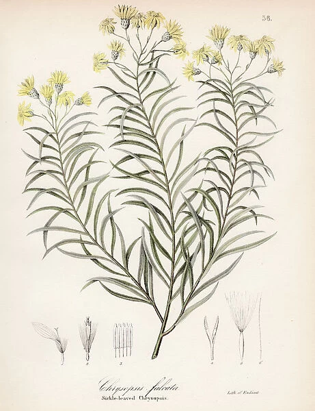 Sickleleaf silkgrass botanical engraving 1843