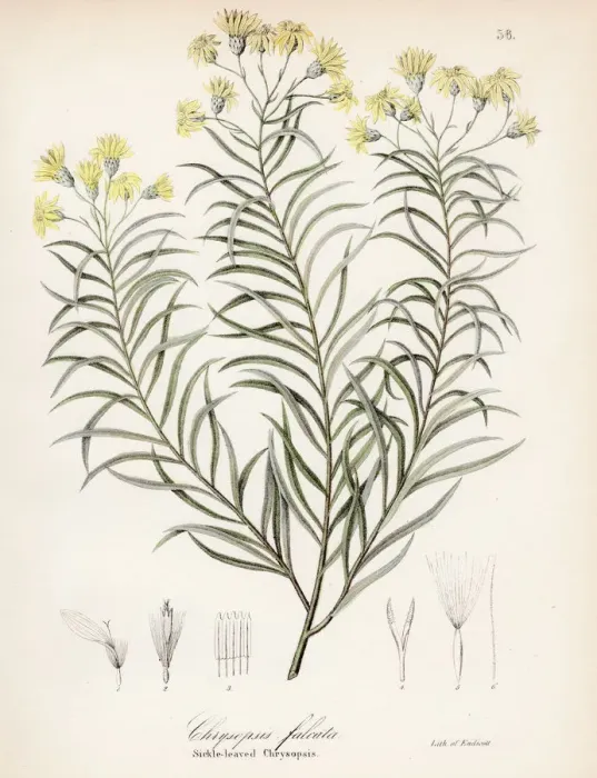 Framed Print : Sickleleaf silkgrass botanical engraving 1843 Framed Print : Sickleleaf silkgrass botanical engraving 1843