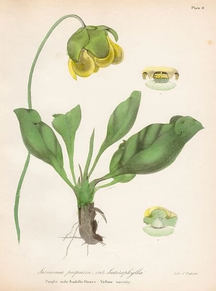 Side-saddle flower botanical engraving 1843