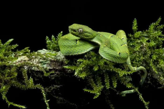 Framed Print : Side-striped palm-pit viper