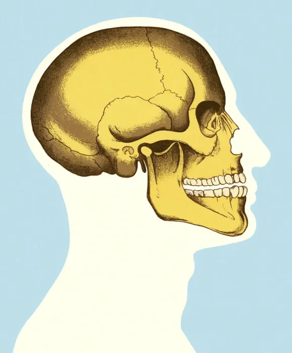 Framed Print : Sideview of Head and Skull Framed Print : Sideview of Head and Skull