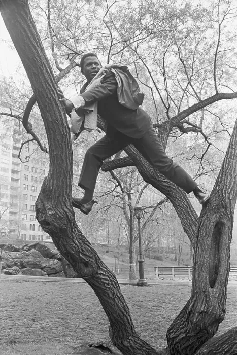 Framed Print : Sidney Poitier Climbs a Tree Framed Print : Sidney Poitier Climbs a Tree