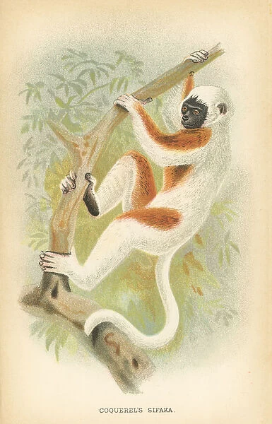 Sifaka lemur primate 1894