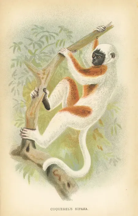 Framed Print : Sifaka lemur primate 1894 Framed Print : Sifaka lemur primate 1894