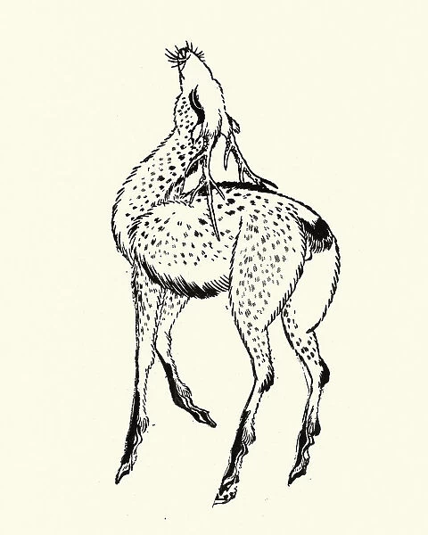 Sika deer, (Cervus nippon)