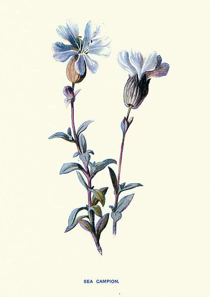 Silene uniflora, sea campion, White Flower, Botanical art print