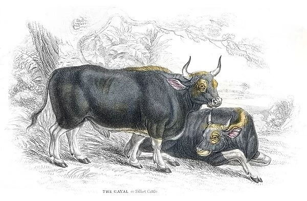 Silhet cattle lithograph 1884